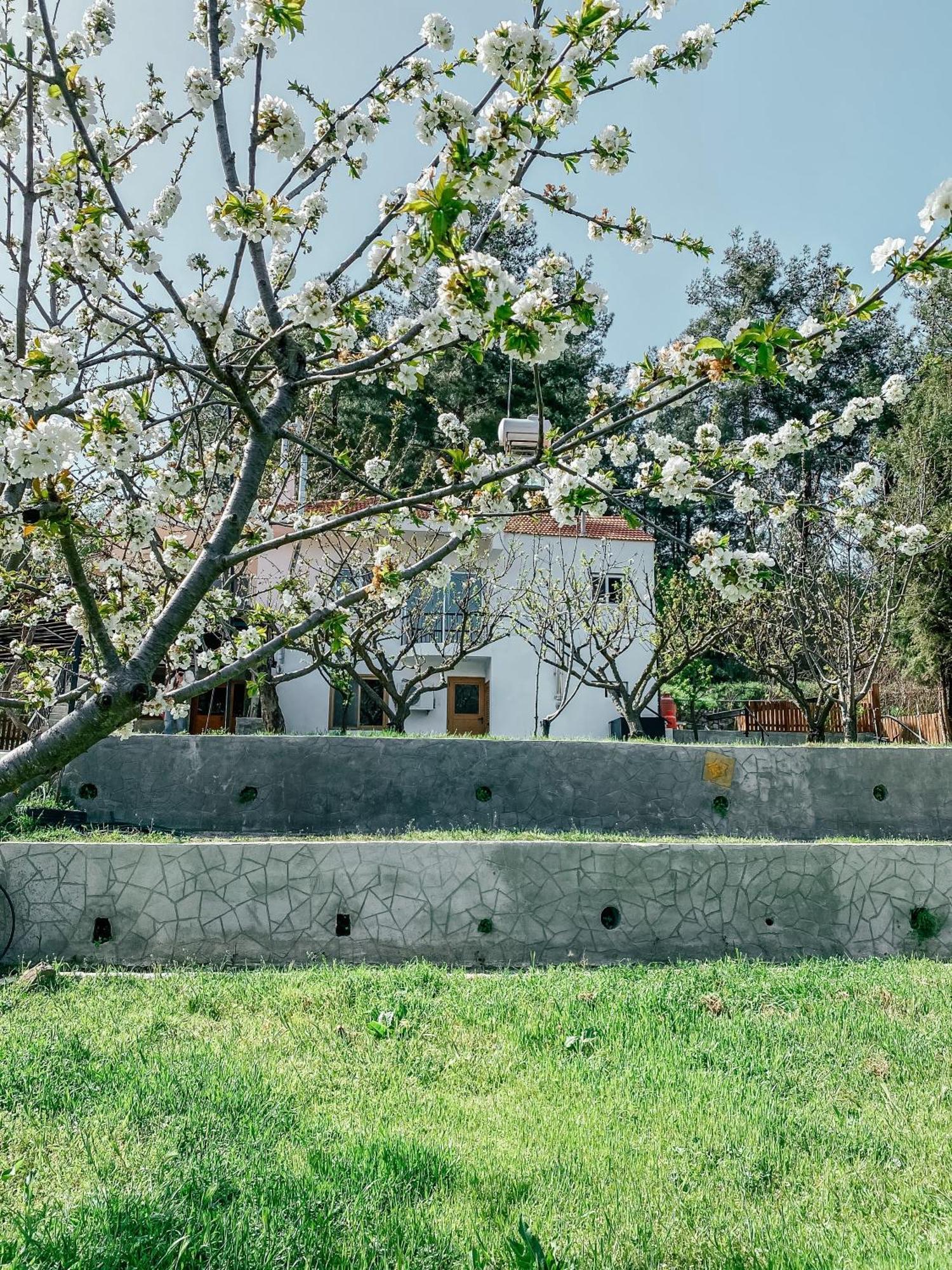 Vila Milea Mansion Lemesos Exteriér fotografie